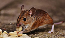 24 Hour & Emergency Exterminators in Grimstead, VA